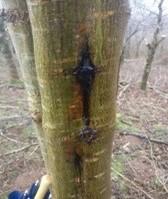 The disease will cause diamond shaped lesions where older twigs and branches join the stem or trunk