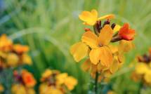 image of yellow flowers